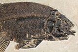 Uncommon Fish Fossil (Phareodus) - Wyoming #144136-2